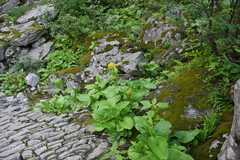 Ligularia amplexicaulis